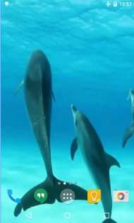 Дельфіни HD живі шпалери 2.0